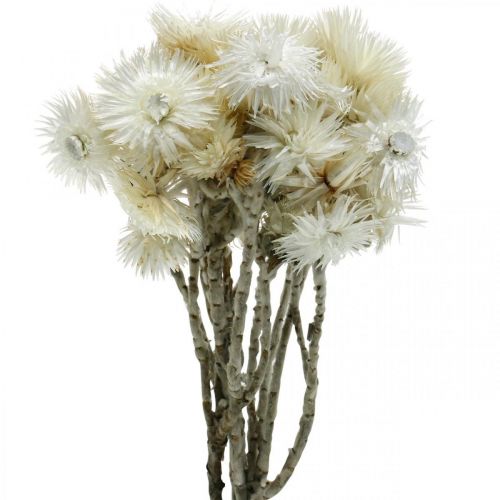Droogbloemen kapbloemen naturel wit, strobloemen, droogbloemenboeket H33cm