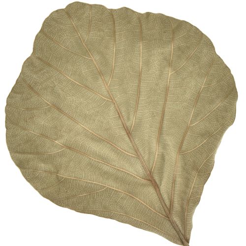 Artikel Cobrabladeren gedroogd groen naturel 15cm–17cm 50st