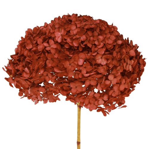 Hortensia Geconserveerde Droogbloemen Rood Ø20cm L50-60cm