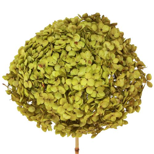 Geconserveerde hortensia groot in groen Ø20cm L50–60cm