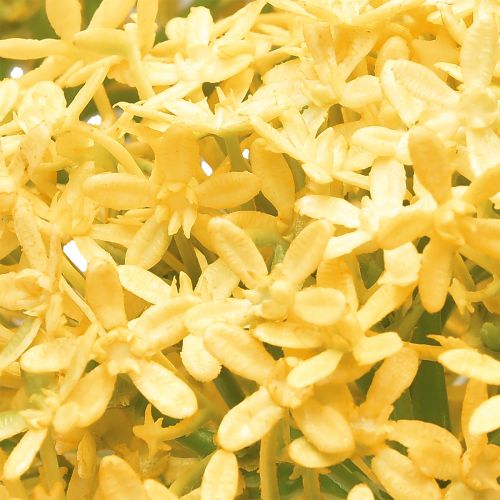 Artikel Sierknoflook Wild Allium Kunstmatig Geel 70cm 3st