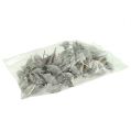 Floristik24 Brachyciton gewassen wit 500g