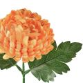 Floristik24 Chrysant oranje Ø7cm L18cm 1 st