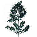 Floristik24 Ruscus groene siertakken donkergroen 75-95cm 1kg