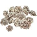Floristik24 Cederkegels gesneden als roos cederroos 4-6cm wit/naturel 50 stuks
