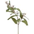 Floristik24 Eucalyptustak kunst siertak groene kunsttak 60cm