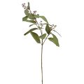 Floristik24 Eucalyptustak kunst siertak groene kunsttak 60cm